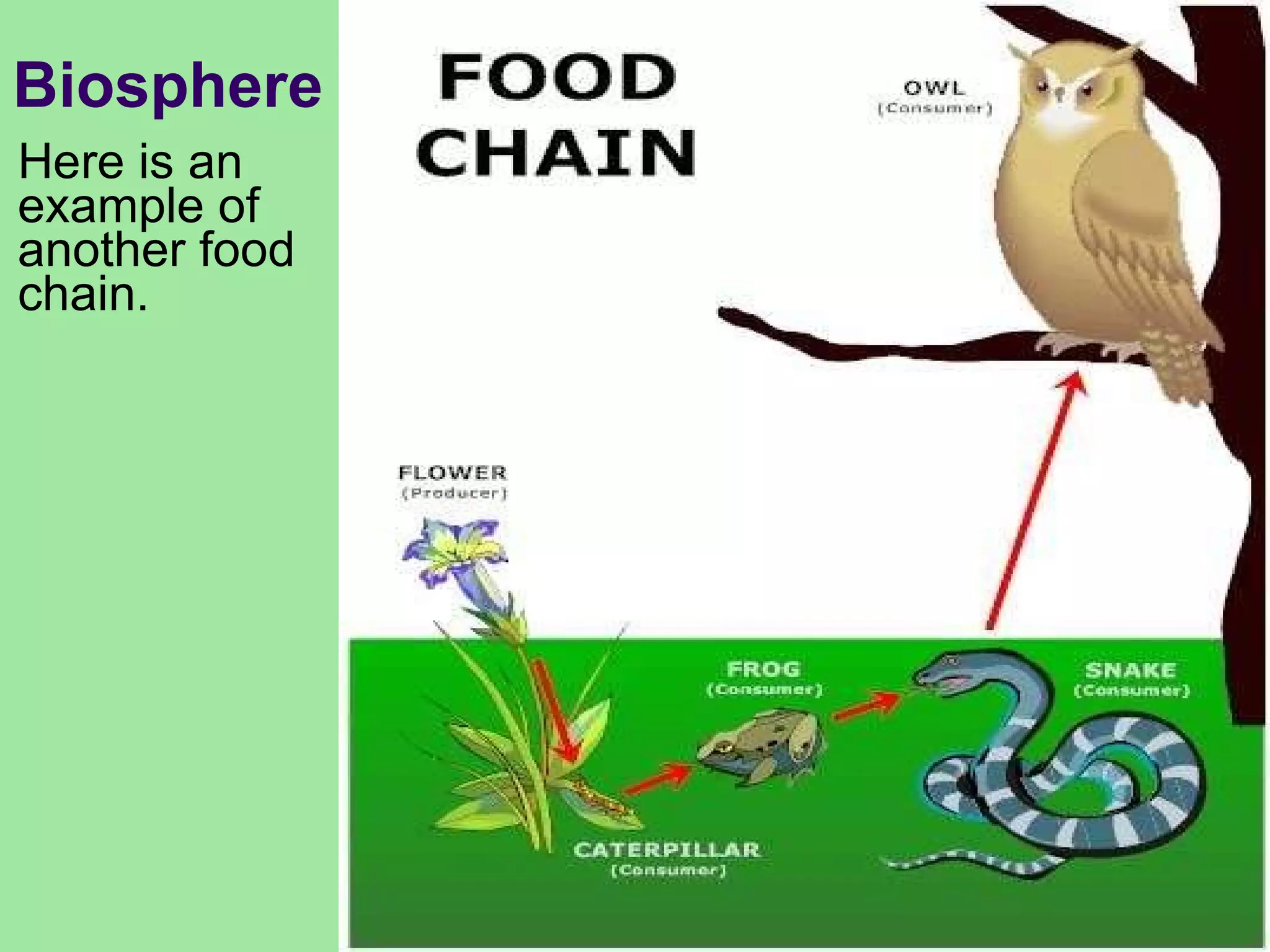Biosphere Here is an example of another food chain. 