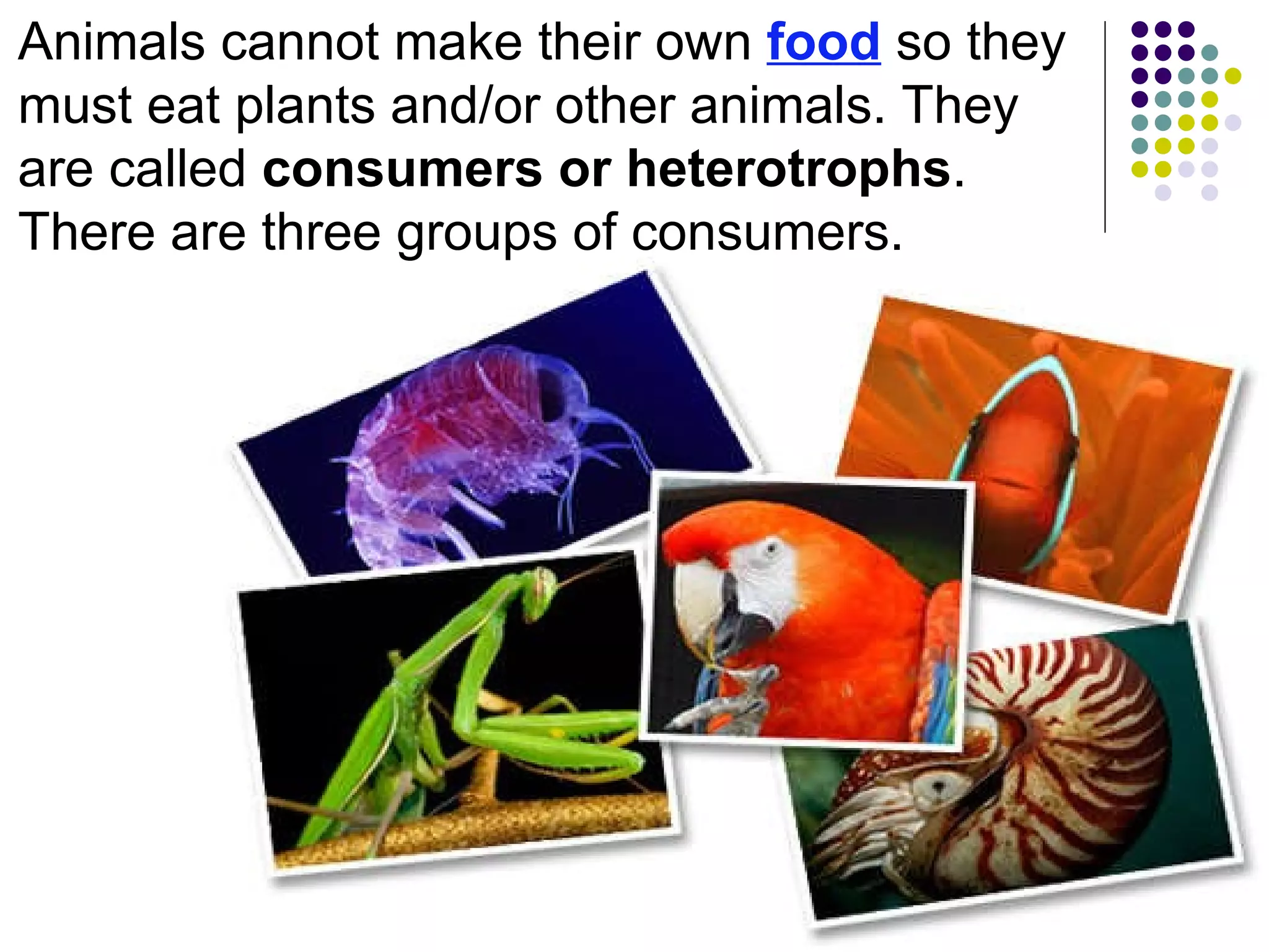 Animals cannot make their own  food  so they must eat plants and/or other animals. They are called  consumers or heterotrophs . There are three groups of consumers. 