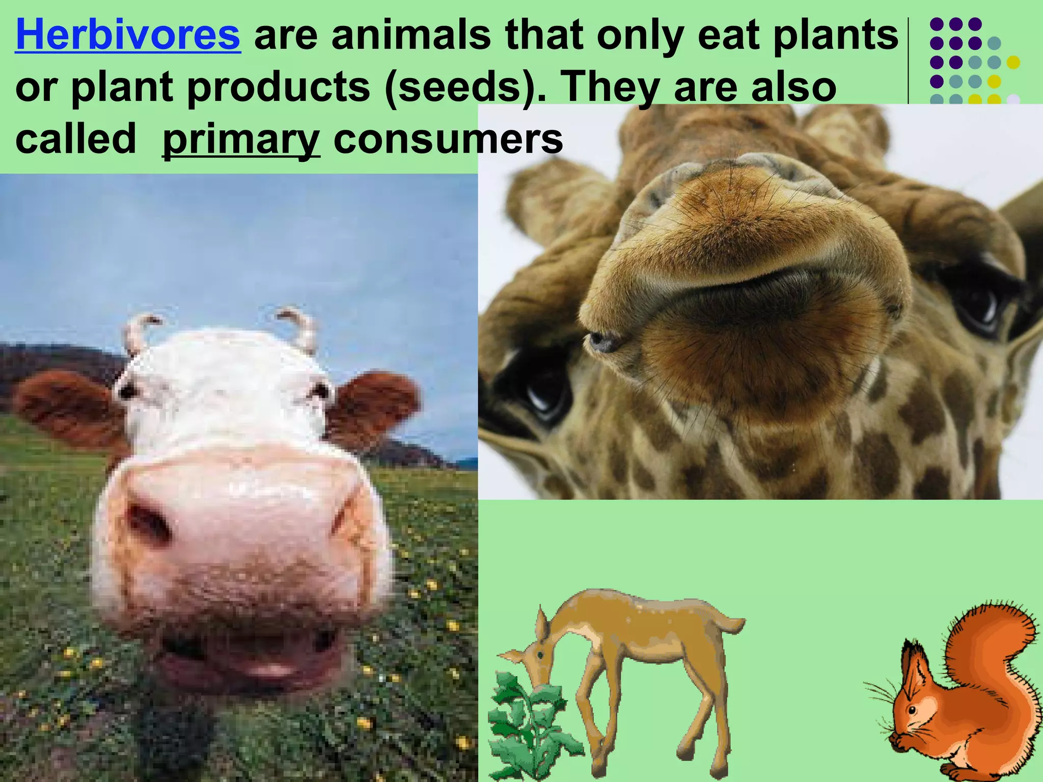 Herbivores  are animals that only eat plants or plant products (seeds). They are also called  primary  consumers 