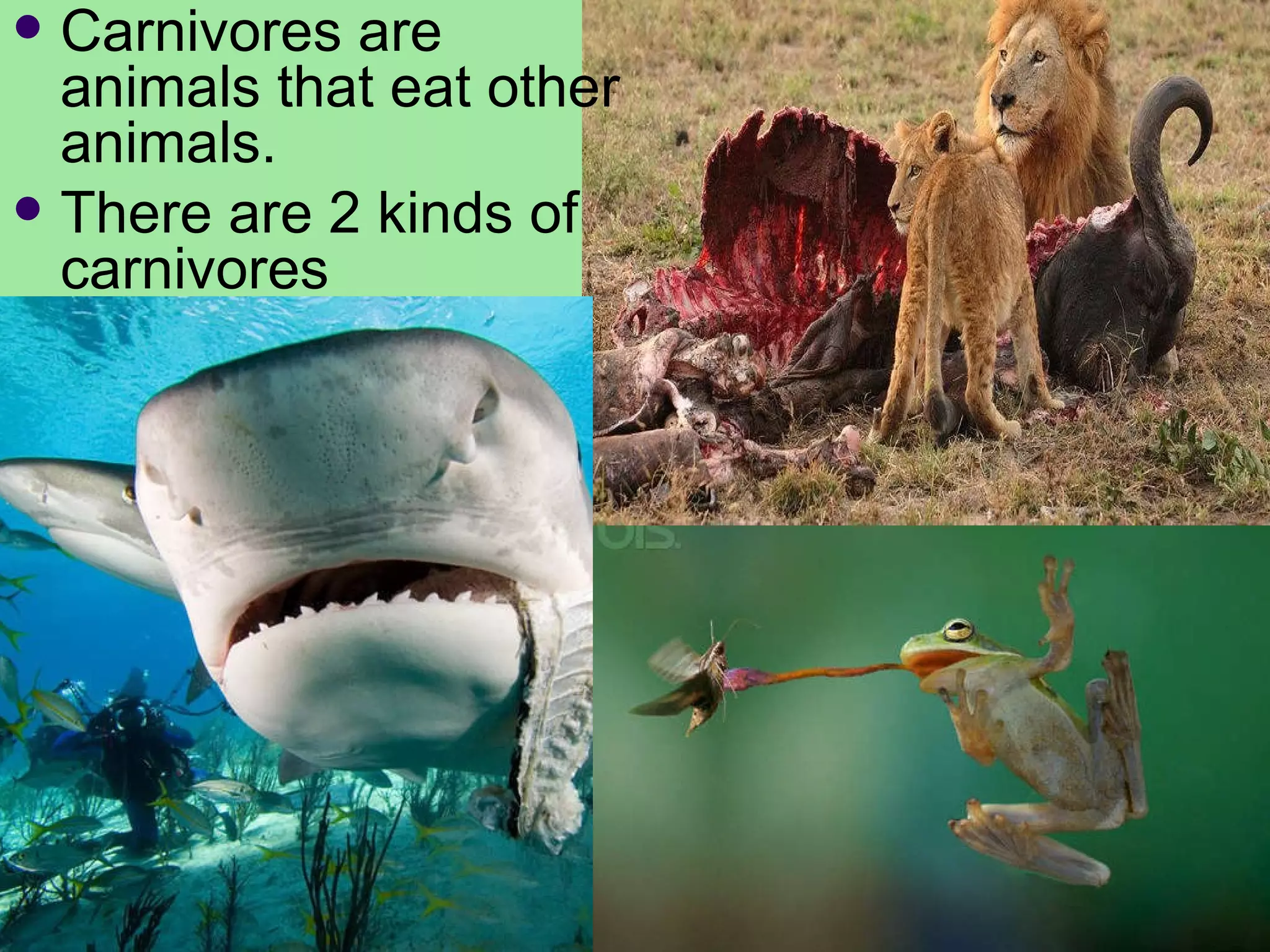 Carnivores are animals that eat other animals.  There are 2 kinds of carnivores 