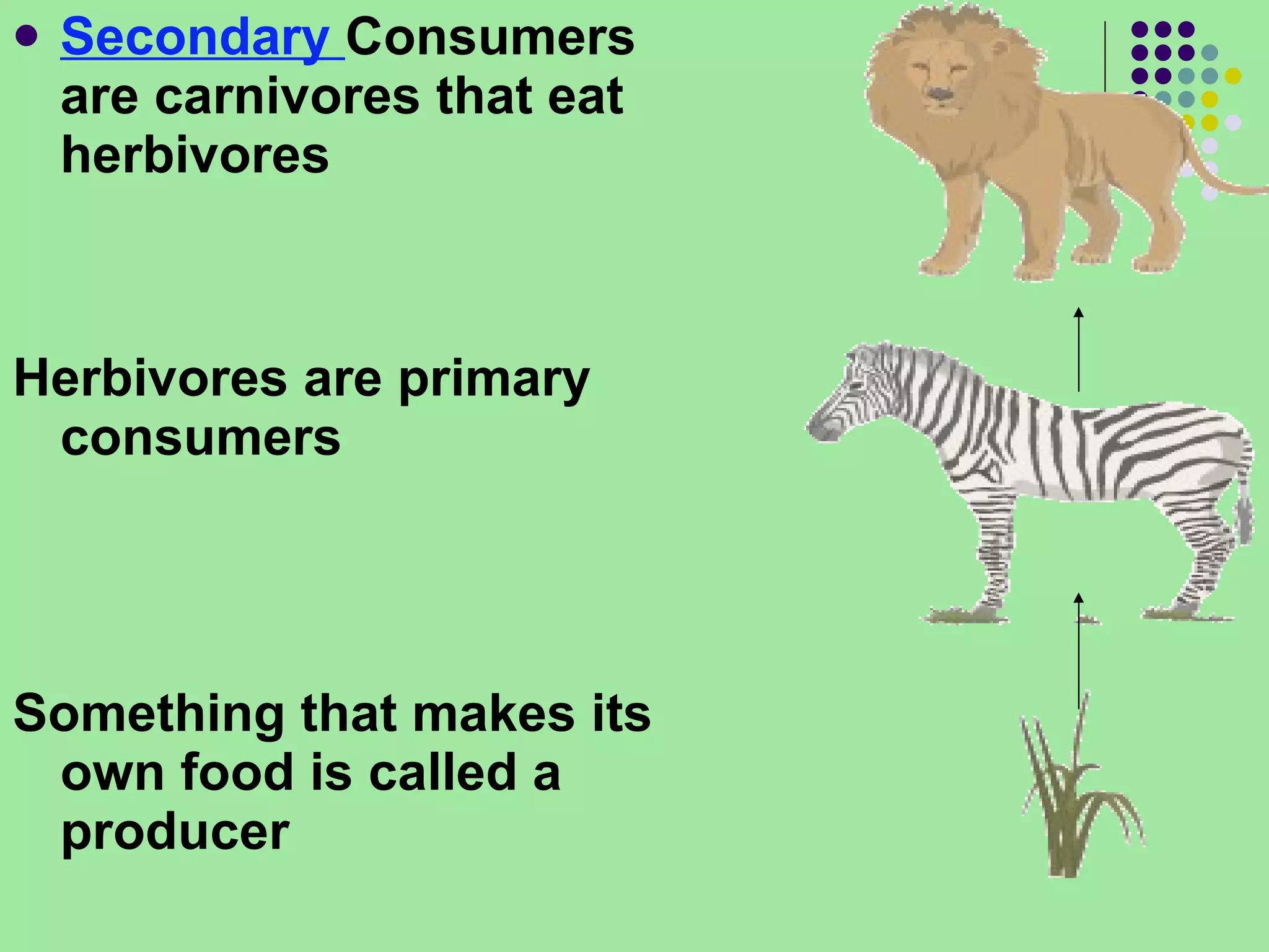 Secondary  Consumers are carnivores that eat herbivores  Herbivores are primary consumers Something that makes its own food is called a producer 