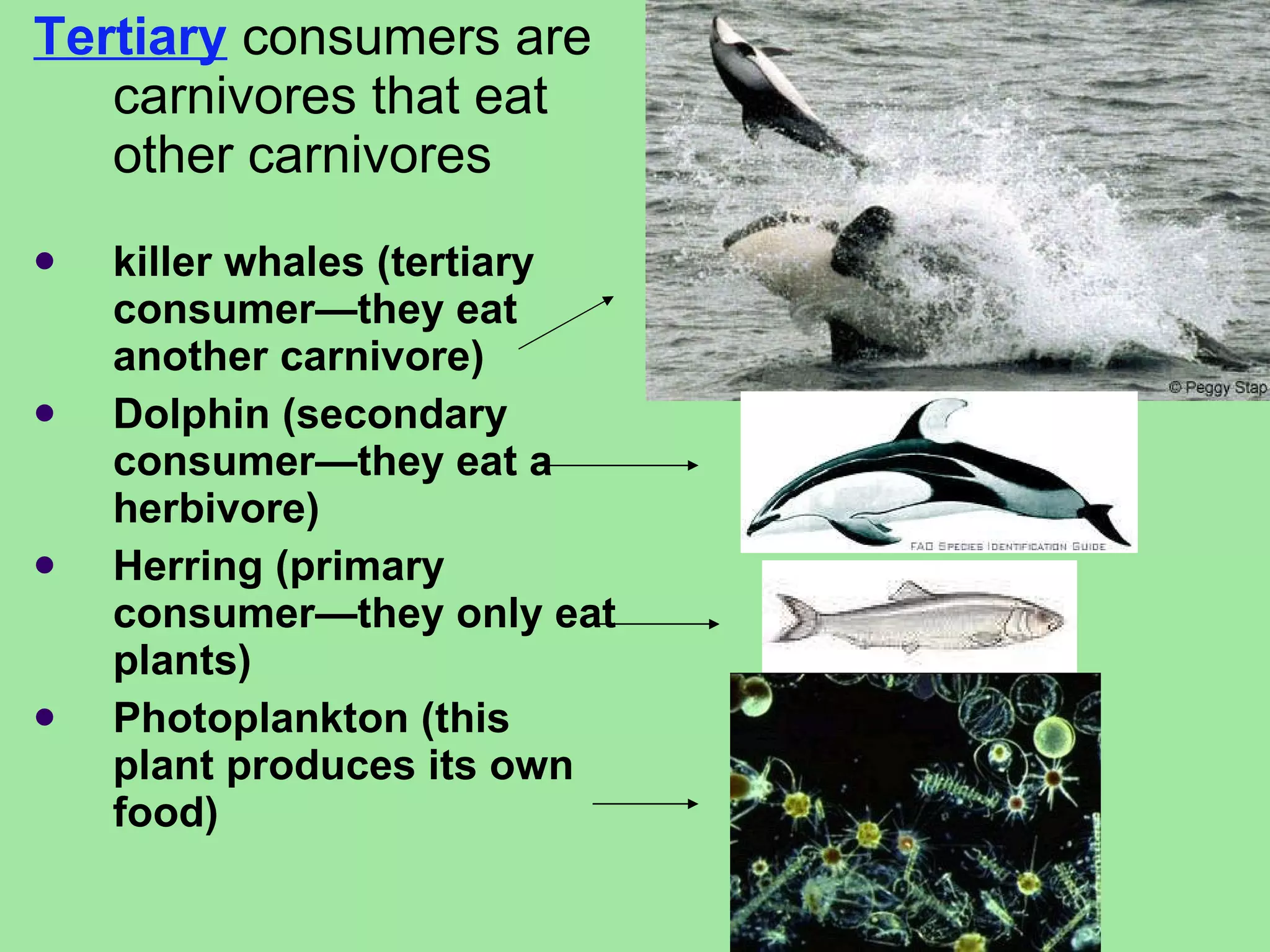 Tertiary  consumers are carnivores that eat other carnivores  killer whales (tertiary consumer—they eat another carnivore) Dolphin (secondary consumer—they eat a herbivore) Herring (primary consumer—they only eat plants) Photoplankton (this plant produces its own food) 
