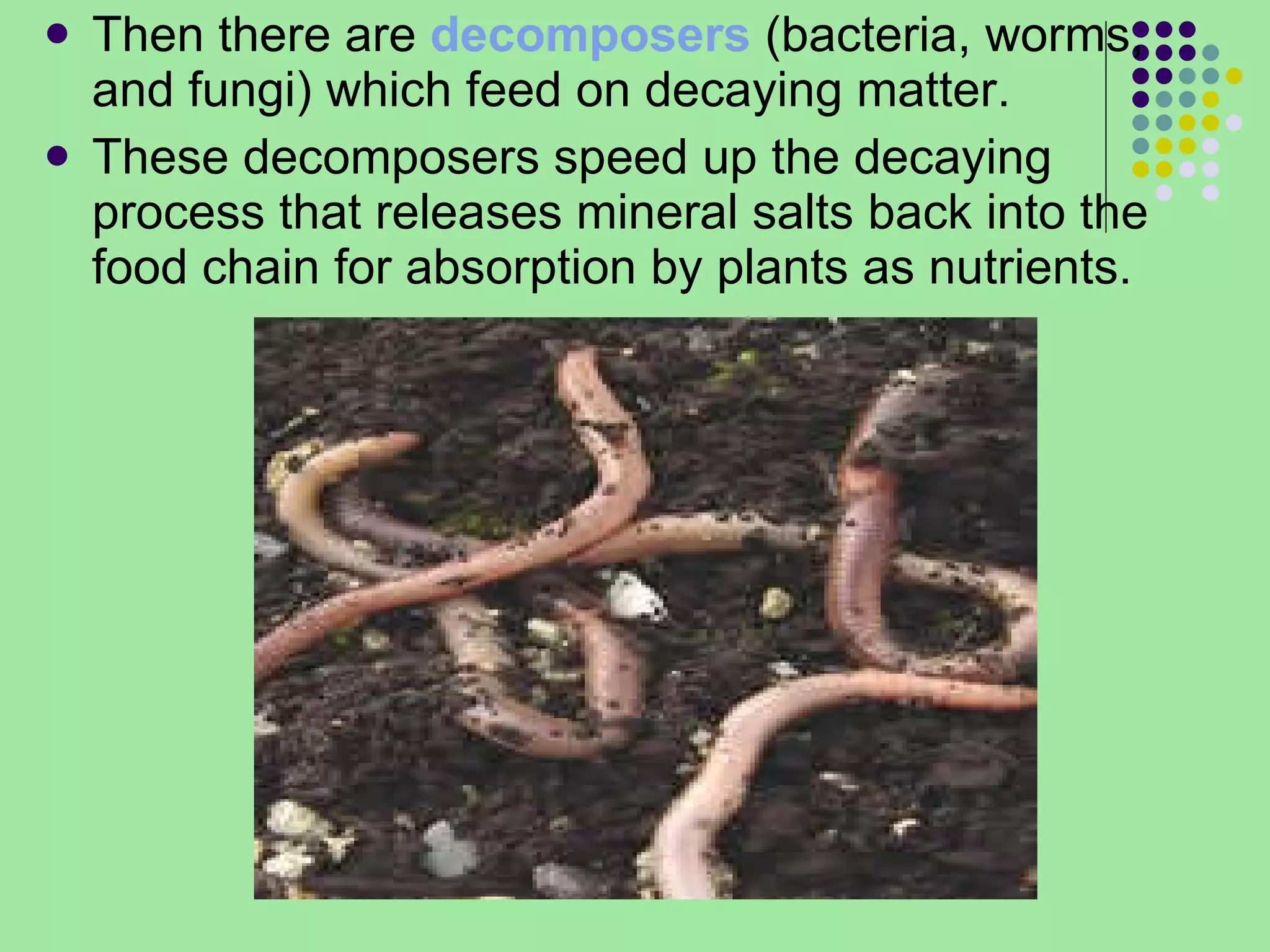 Then there are  decomposers  (bacteria, worms, and fungi) which feed on decaying matter.  These decomposers speed up the decaying process that releases mineral salts back into the food chain for absorption by plants as nutrients. 