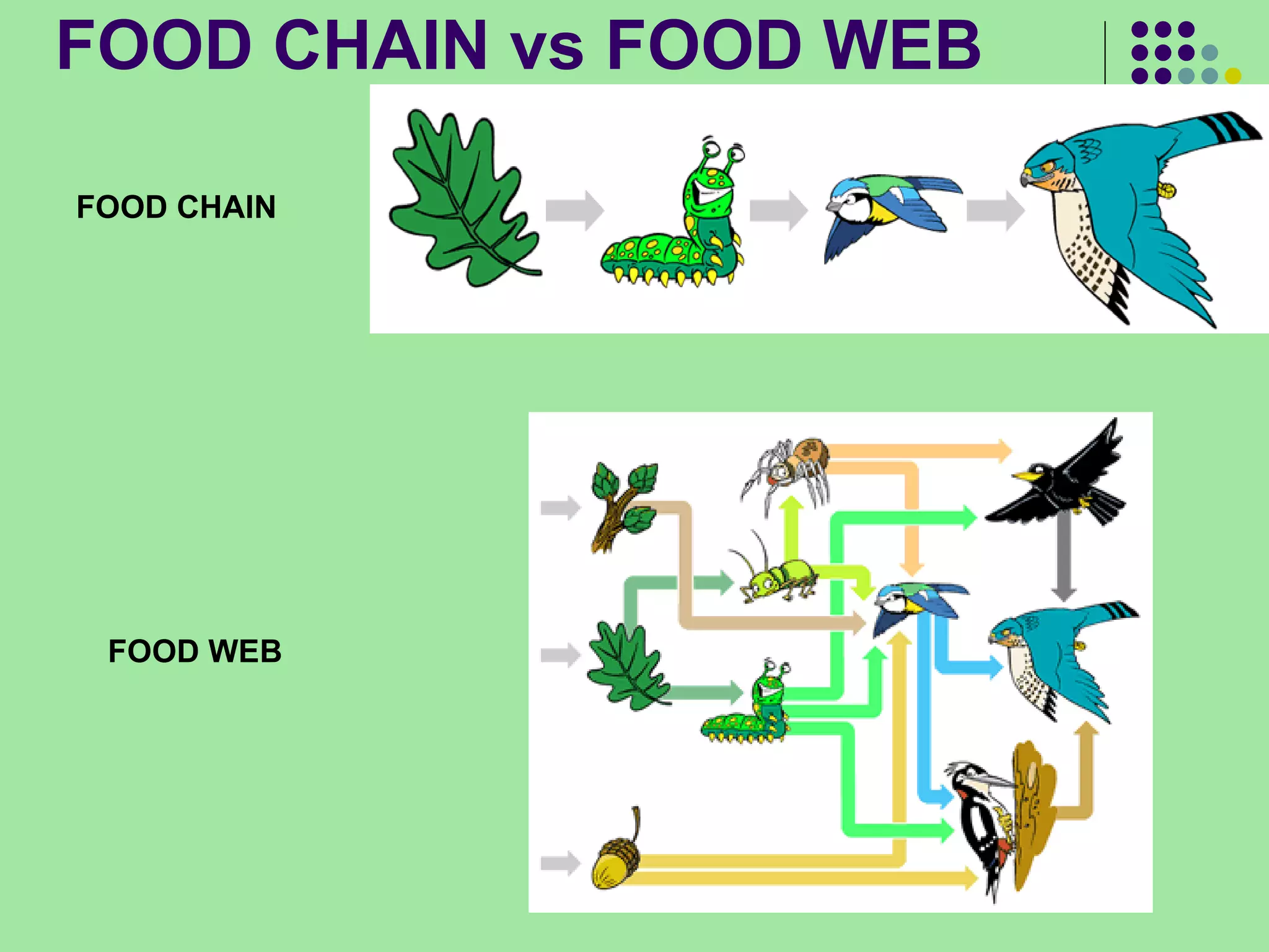 FOOD CHAIN vs FOOD WEB FOOD CHAIN FOOD WEB 