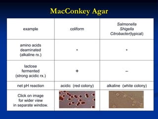 4 blood agar and hemolysis and mac-conkey.ppt