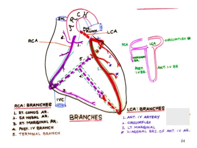 4 blood supply of heart