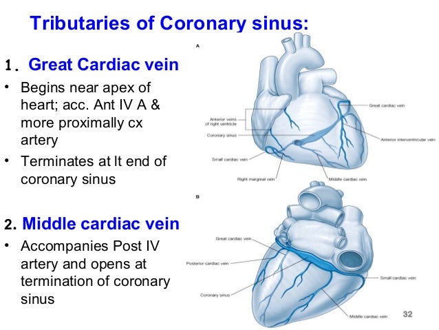 4 blood supply of heart