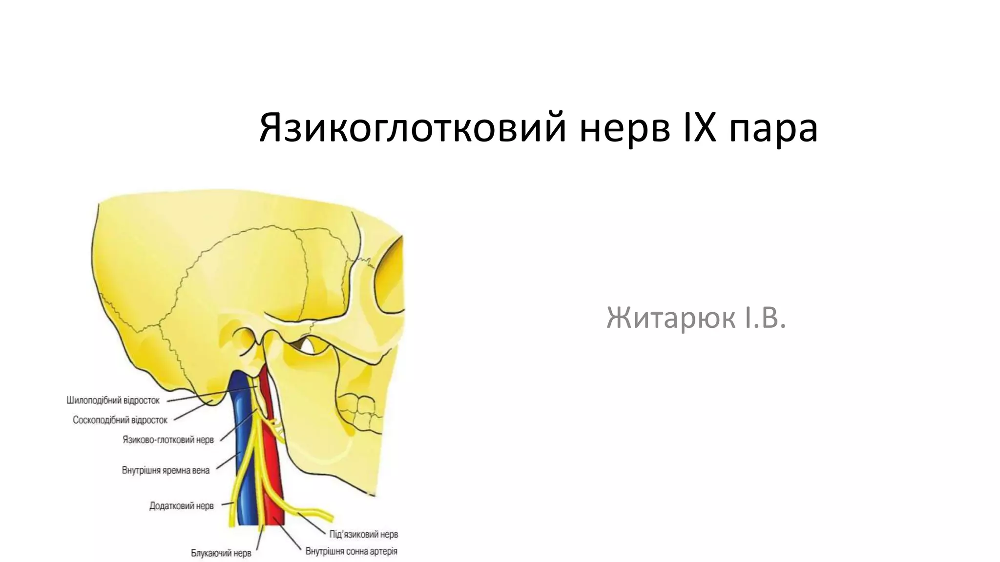 Язикоглотковий нерв | PPT