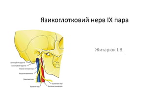 Язикоглотковий нерв IX пара
Житарюк І.В.
 