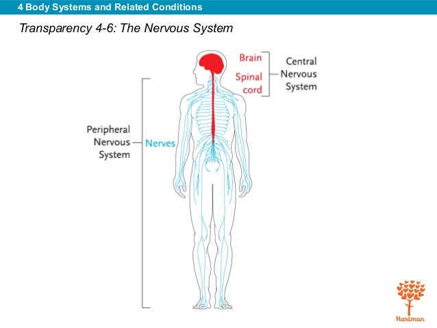 Body systems & related conditions