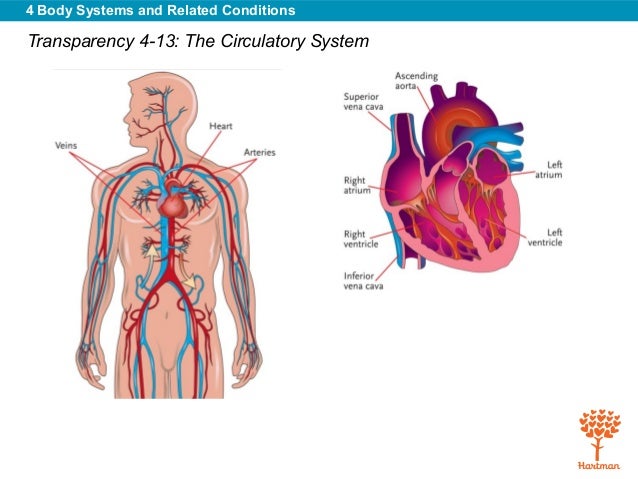 Body systems & related conditions