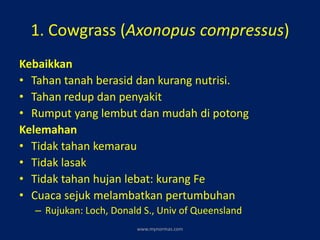 1. Cowgrass (Axonopus compressus)
Kebaikkan
• Tahan tanah berasid dan kurang nutrisi.
• Tahan redup dan penyakit
• Rumput yang lembut dan mudah di potong
Kelemahan
• Tidak tahan kemarau
• Tidak lasak
• Tidak tahan hujan lebat: kurang Fe
• Cuaca sejuk melambatkan pertumbuhan
– Rujukan: Loch, Donald S., Univ of Queensland
www.mynormas.com
 
