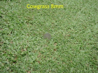 Cowgrass 8mm
www.mynormas.com
 
