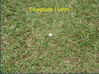 Cowgrass 15mm
www.mynormas.com
 