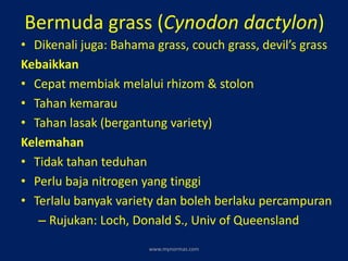 • Dikenali juga: Bahama grass, couch grass, devil’s grass
Kebaikkan
• Cepat membiak melalui rhizom & stolon
• Tahan kemarau
• Tahan lasak (bergantung variety)
Kelemahan
• Tidak tahan teduhan
• Perlu baja nitrogen yang tinggi
• Terlalu banyak variety dan boleh berlaku percampuran
– Rujukan: Loch, Donald S., Univ of Queensland
Bermuda grass (Cynodon dactylon)
www.mynormas.com
 
