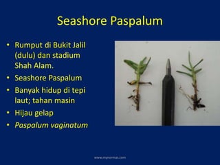 Seashore Paspalum
• Rumput di Bukit Jalil
(dulu) dan stadium
Shah Alam.
• Seashore Paspalum
• Banyak hidup di tepi
laut; tahan masin
• Hijau gelap
• Paspalum vaginatum
www.mynormas.com
 