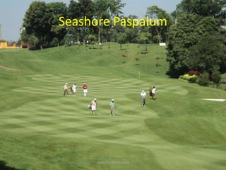 Seashore Paspalum
www.mynormas.com
 