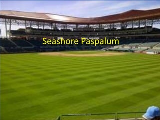 Seashore Paspalum
www.mynormas.com
 