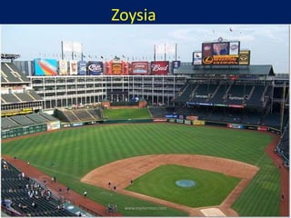 Zoysia
www.mynormas.com
 