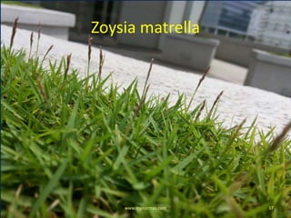 Zoysia matrella
www.mynormas.com 37
 