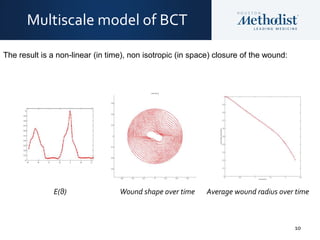 10
Multiscale model of BCT
The result is a non-linear (in time), non isotropic (in space) closure of the wound:
E(θ) Wound shape over time Average wound radius over time
 