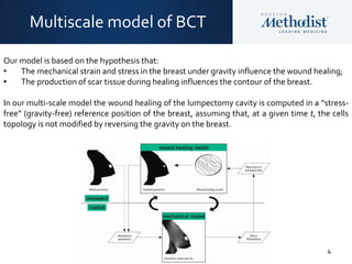 4
Multiscale model of BCT
Our model is based on the hypothesis that:
• The mechanical strain and stress in the breast under gravity influence the wound healing;
• The production of scar tissue during healing influences the contour of the breast.
In our multi-scale model the wound healing of the lumpectomy cavity is computed in a “stress-
free” (gravity-free) reference position of the breast, assuming that, at a given time t, the cells
topology is not modified by reversing the gravity on the breast.
 