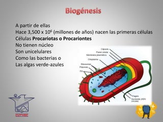 A partir de ellas
Hace 3,500 x 106 (millones de años) nacen las primeras células
Células Procariotas o Procariontes
No tienen núcleo
Son unicelulares
Como las bacterias o
Las algas verde-azules
 