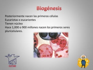 Posteriormente nacen las primeras células
Eucariotas o eucariontes
Tienen núcleo
Hace 1,000 o 900 millones nacen los primeros seres
pluricelulares.
 