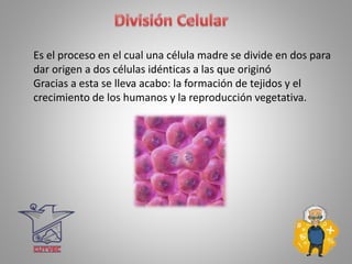 Es el proceso en el cual una célula madre se divide en dos para
dar origen a dos células idénticas a las que originó
Gracias a esta se lleva acabo: la formación de tejidos y el
crecimiento de los humanos y la reproducción vegetativa.
 