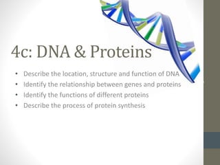 4c: DNA & Proteins 
• Describe the location, structure and function of DNA 
• Identify the relationship between genes and proteins 
• Identify the functions of different proteins 
• Describe the process of protein synthesis 
 