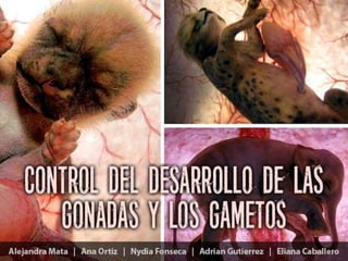 DESARROLLO DEL
APARATO REPRODUCTOR
La organización de las gónadas
está bajo control genético
Alejandra
 