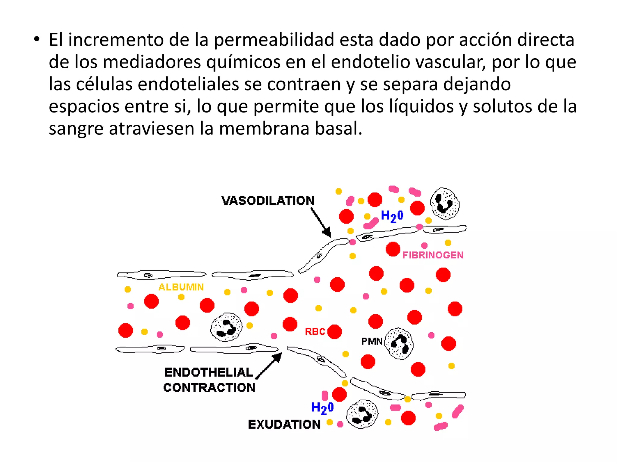 Alteraciones Vasculares En La Inflamacion PPTX alteraciones-vasculares-en-la-inflamacion-pptx