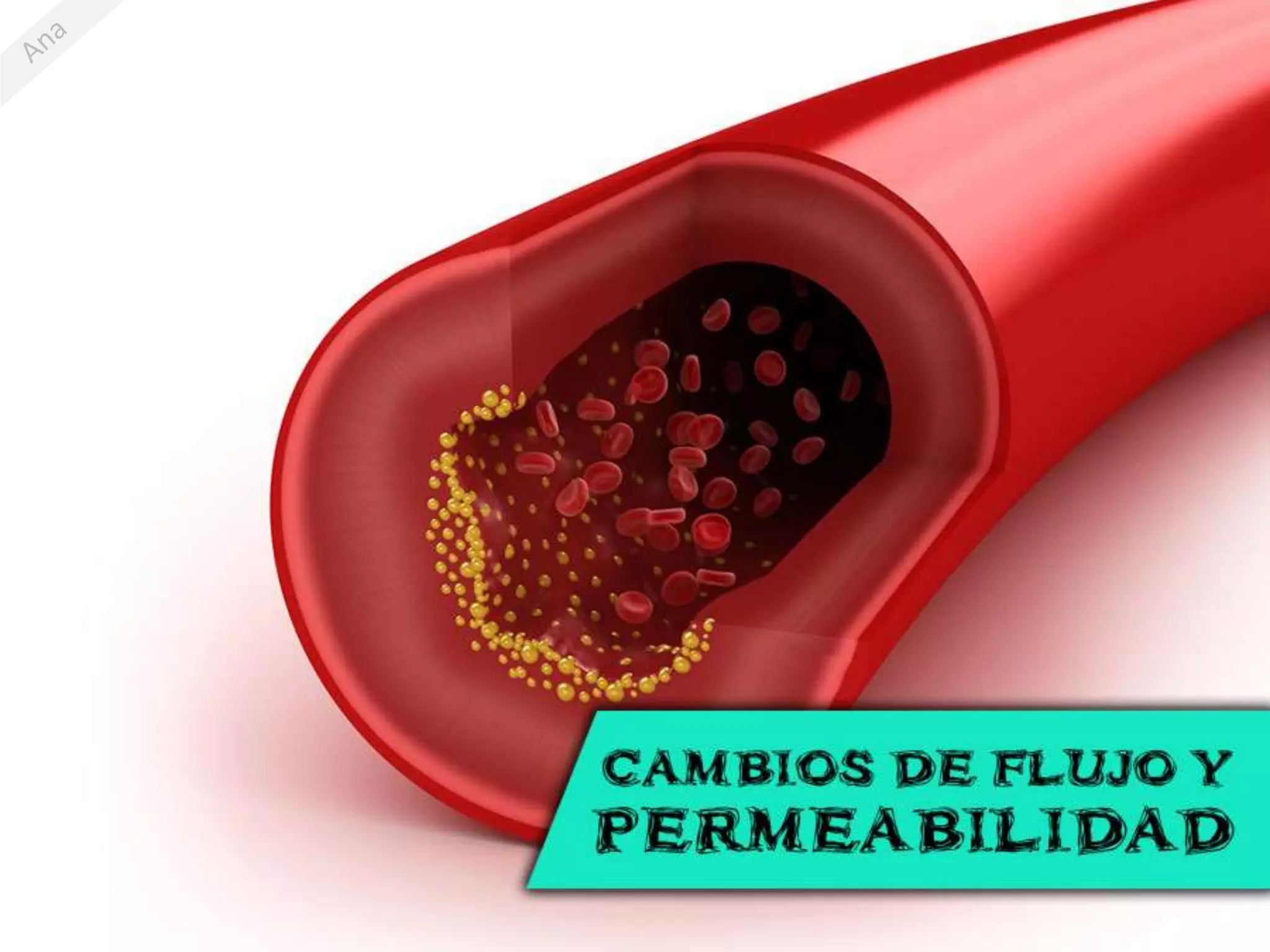 Alteraciones Vasculares En La Inflamacion PPTX alteraciones-vasculares-en-la-inflamacion-pptx