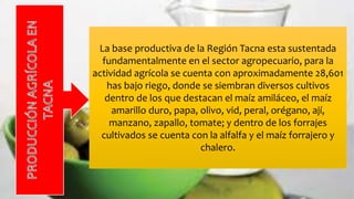 La base productiva de la Región Tacna esta sustentada
fundamentalmente en el sector agropecuario, para la
actividad agrícola se cuenta con aproximadamente 28,601
has bajo riego, donde se siembran diversos cultivos
dentro de los que destacan el maíz amiláceo, el maíz
amarillo duro, papa, olivo, vid, peral, orégano, ají,
manzano, zapallo, tomate; y dentro de los forrajes
cultivados se cuenta con la alfalfa y el maíz forrajero y
chalero.
 
