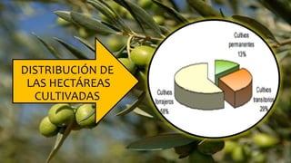 DISTRIBUCIÓN DE
LAS HECTÁREAS
CULTIVADAS
 
