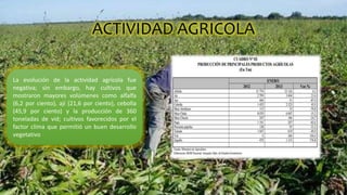 ACTIVIDAD AGRICOLA
La evolución de la actividad agrícola fue
negativa; sin embargo, hay cultivos que
mostraron mayores volúmenes como alfalfa
(6,2 por ciento), ají (21,6 por ciento), cebolla
(45,9 por ciento) y la producción de 360
toneladas de vid; cultivos favorecidos por el
factor clima que permitió un buen desarrollo
vegetativo
 