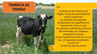 La tenencia de la tierra en la
Región Tacna esta distribuida en
mayor proporción
(57.6%) para los pequeños
propietarios con superficies no
mayores de 10 has., lo que
nos autoriza a afirmar la presencia
del minifundio, los medianos
propietarios (29.4%)
poseen superficies entre los 10 y 50
has. y los grandes propietarios
(13.0%) con
fundos de mas de 50 has.
 