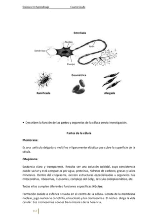 Sesiones DeAprendizaje Cuarto Grado
112
• Describen la función de las partes y organelos de la célula previa investigación.
Partes de la célula
Membrana:
Es una película delgada o multifina y ligeramente elástica que cubre la superficie de la
célula.
Citoplasma:
Sustancia clara y transparente. Resulta ser una solución coloidal, cuya consistencia
puede variar y está compuesta por agua, proteínas, hidratos de carbono, grasas y sales
minerales. Dentro del citoplasma, existen estructuras especializadas u organelos: las
mitocondrias, ribosomas, lisosomas, complejo del Golgi, retículo endoplasmático, etc.
Todas ellas cumplen diferentes funciones específicas.Núcleo:
Formación ovoide o esférica situada en el centro de la célula. Consta de la membrana
nuclear, jugo nuclear o cariolinfa, el nucleolo y los cromosomas. El núcleo dirige la vida
celular. Los cromosomas son los transmisores de la herencia.
Estrellada
Geométrica
Nucleo
Axón
Cuerpo
Dendritas
Ramificada Alargada
 