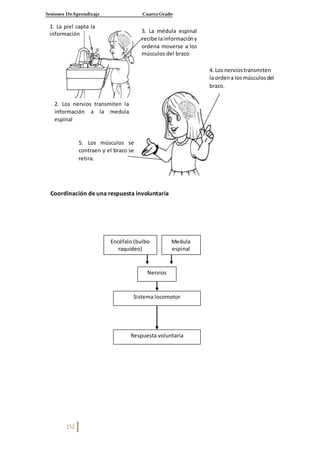Sesiones DeAprendizaje Cuarto Grado
152
Coordinación de una respuesta involuntaria
Encéfalo (bulbo
raquídeo)
Nervios
Sistema locomotor
Respuesta voluntaria
Medula
espinal
1. La piel capta la
información
2. Los nervios transmiten la
información a la medula
espinal
3. La médula espinal
recibe lainformacióny
ordena moverse a los
músculos del brazo
5. Los músculos se
contraen y el brazo se
retira.
4. Los nerviostransmiten
la ordena losmúsculosdel
brazo.
 