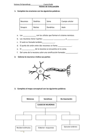 Sesiones DeAprendizaje Cuarto Grado
155
FICHAS DE EVALUACIÓN
1. Completa las oraciones con las siguientes palabras:
Neuronas Dedritas Soma Cuerpo celular
Sinapsis Núcleo Dendritas Axón
a. Las _____________ son las células que forman el sistema nervioso.
b. Las neuronas tiene 3 partes: __________, ___________, y ___________.
c. El axón es llamado también_____________.
d. El punto de unión entre dos neuronas se llama ______________.
e. El _____________ de la neurona se encuentra en la soma.
f. Del soma de la neurona salen una ramificación llamadas ____________.
2. Colorea la neurona e indica sus partes:
3. Completa el mapa conceptual con las siguientes palabras:
Motoras Sensitivas De Asociación
CLASES DE NEURONAS
Recibenestímulos
Ejecutan ordenes
Elaboran respuestas
 