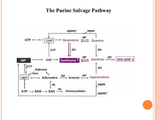 The Purine Salvage Pathway
 