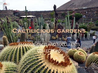 Cactilicious gardens
AMAZING CACTI AND SUCCULENTS
COLLECTIONS
 