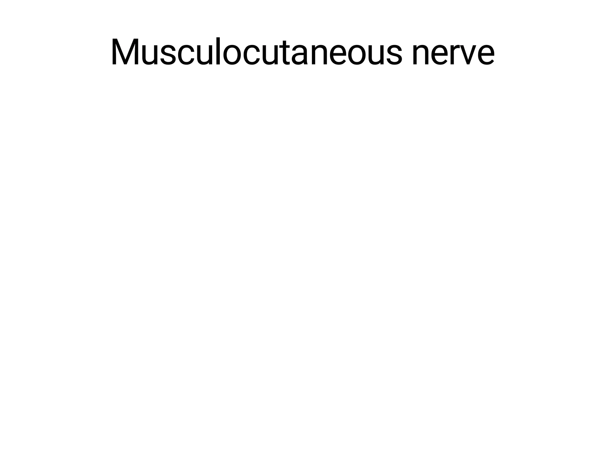 Musculocutaneous nerve
 