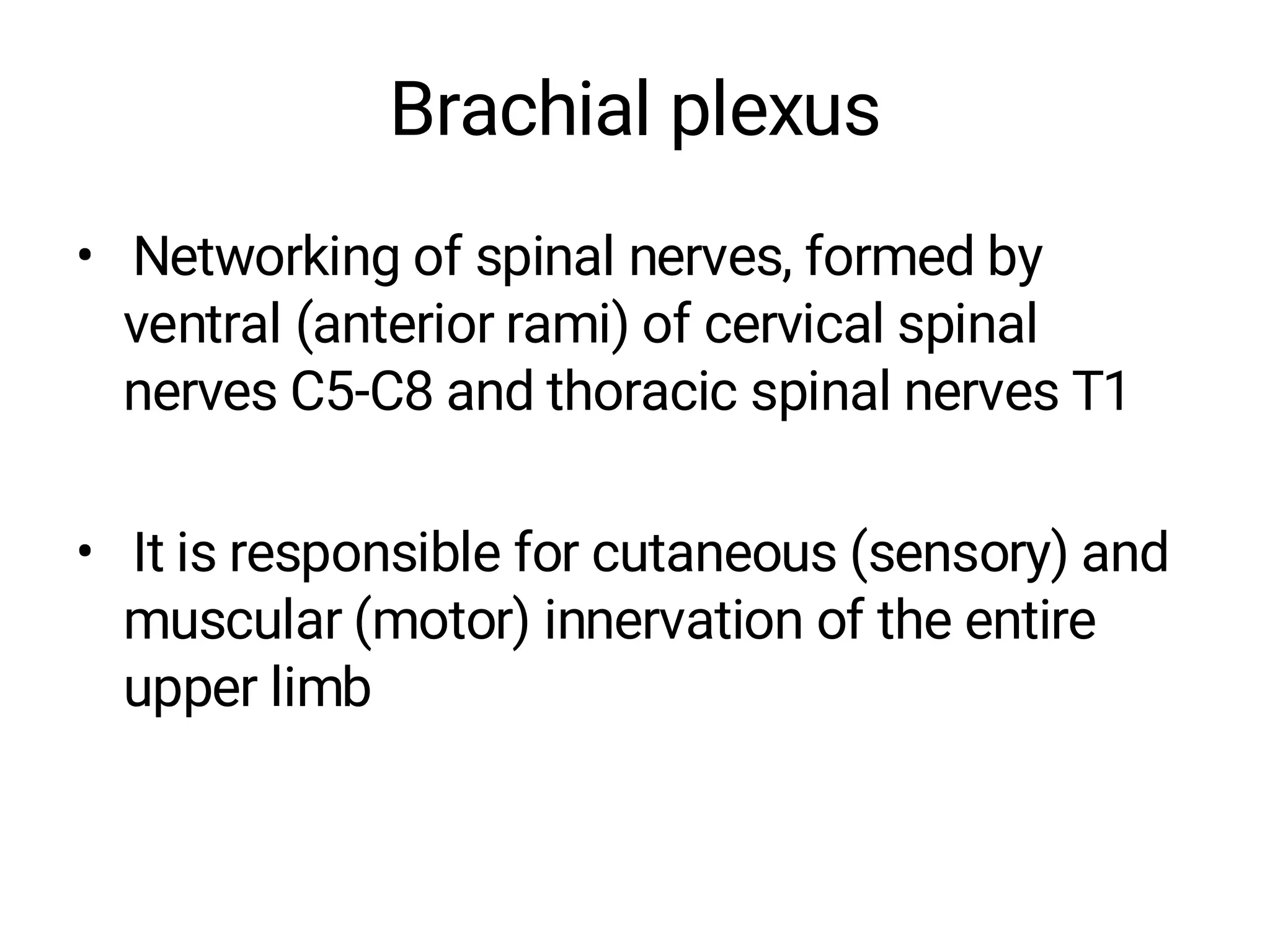 Brachial plexus
• Networking of spinal nerves, formed by
ventral (anterior rami) of cervical spinal
nerves C5-C8 and thoracic spinal nerves T1
• It is responsible for cutaneous (sensory) and
muscular (motor) innervation of the entire
upper limb
 