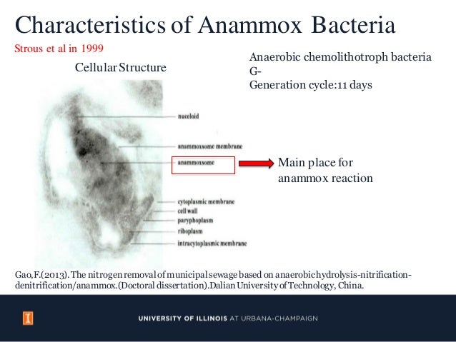 Anammox Process for Nitrogen Removal from Wastewater