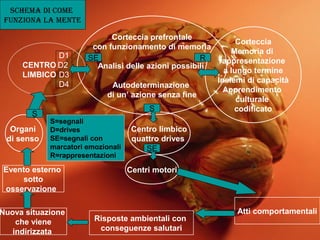 CENTRO
LIMBICO
Corteccia prefrontale
con funzionamento di memoria
Analisi delle azioni possibili
Autodeterminazione
di un’ azione senza fine
Corteccia
Memoria di
rappresentazione
a lungo termine
Insiemi di capacità
Apprendimento
culturale
codificato
Centro limbico
quattro drives
Centri motori
D1
D2
D3
D4
Organi
di senso
Atti comportamentali
Risposte ambientali con
conseguenze salutari
Nuova situazione
che viene
indirizzata
Evento esterno
sotto
osservazione
S=segnali
D=drives
SE=segnali con
marcatori emozionali
R=rappresentazioni
SE R
S
SE
S
SCHEMA DI COME
FUNZIONA LA MENTE
 