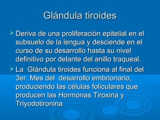 Glándula tiroidesGlándula tiroides
 Deriva de una proliferación epitelial en elDeriva de una proliferación epitelial en el
subsuelo de la lengua y desciende en elsubsuelo de la lengua y desciende en el
curso de su desarrollo hasta su nivelcurso de su desarrollo hasta su nivel
definitivo por delante del anillo traqueal.definitivo por delante del anillo traqueal.
 La Glándula tiroides funciona al final delLa Glándula tiroides funciona al final del
3er. Mes del desarrollo embrionario,3er. Mes del desarrollo embrionario,
produciendo las células foliculares queproduciendo las células foliculares que
producen las Hormonas Tiroxina yproducen las Hormonas Tiroxina y
TriyodotironinaTriyodotironina
 