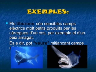 EXEMPLES:


Els tiburons són sensibles camps
elèctrics molt petits produïts per les
càrregues d’un cos, per exemple el d’un
peix amagat.
És a dir, pot “veure” mitjançant camps
elèctrics.

 