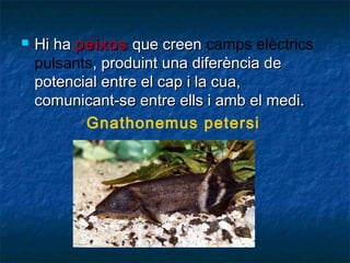 

Hi ha peixos que creen camps elèctrics
pulsants, produint una diferència de
potencial entre el cap i la cua,
comunicant-se entre ells i amb el medi.
Gnathonemus petersi

 