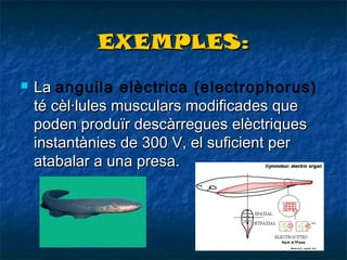 EXEMPLES:


La anguila elèctrica (electrophorus)
té cèl·lules musculars modificades que
poden produïr descàrregues elèctriques
instantànies de 300 V, el suficient per
atabalar a una presa.

 